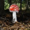 AMANITA MUSCARIA